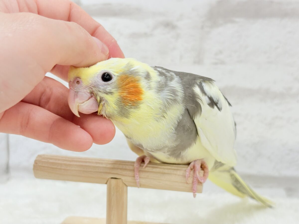 オカメインコ