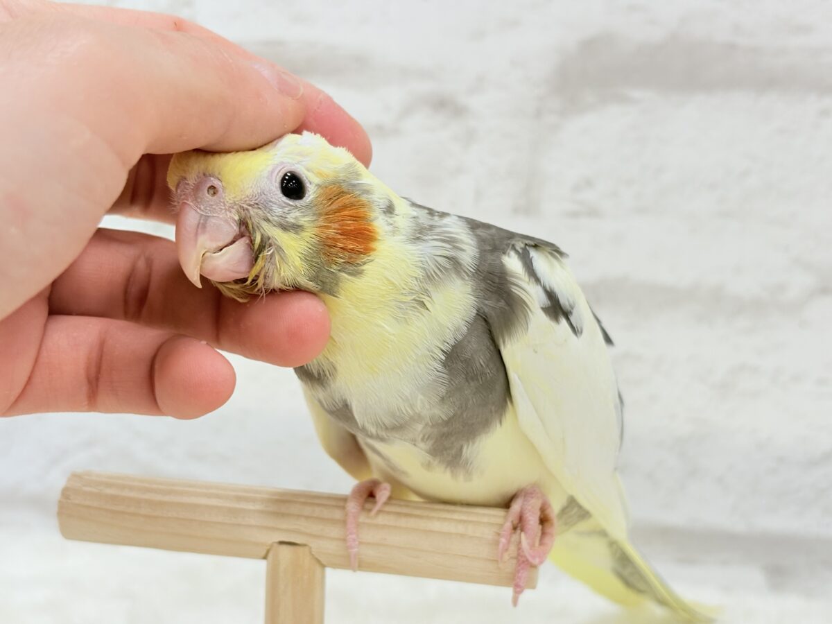 【最新画像更新🪄】優しいお顔のオカメちゃん♬*°オカメインコ(パイド) ヒナ オカメインコ
