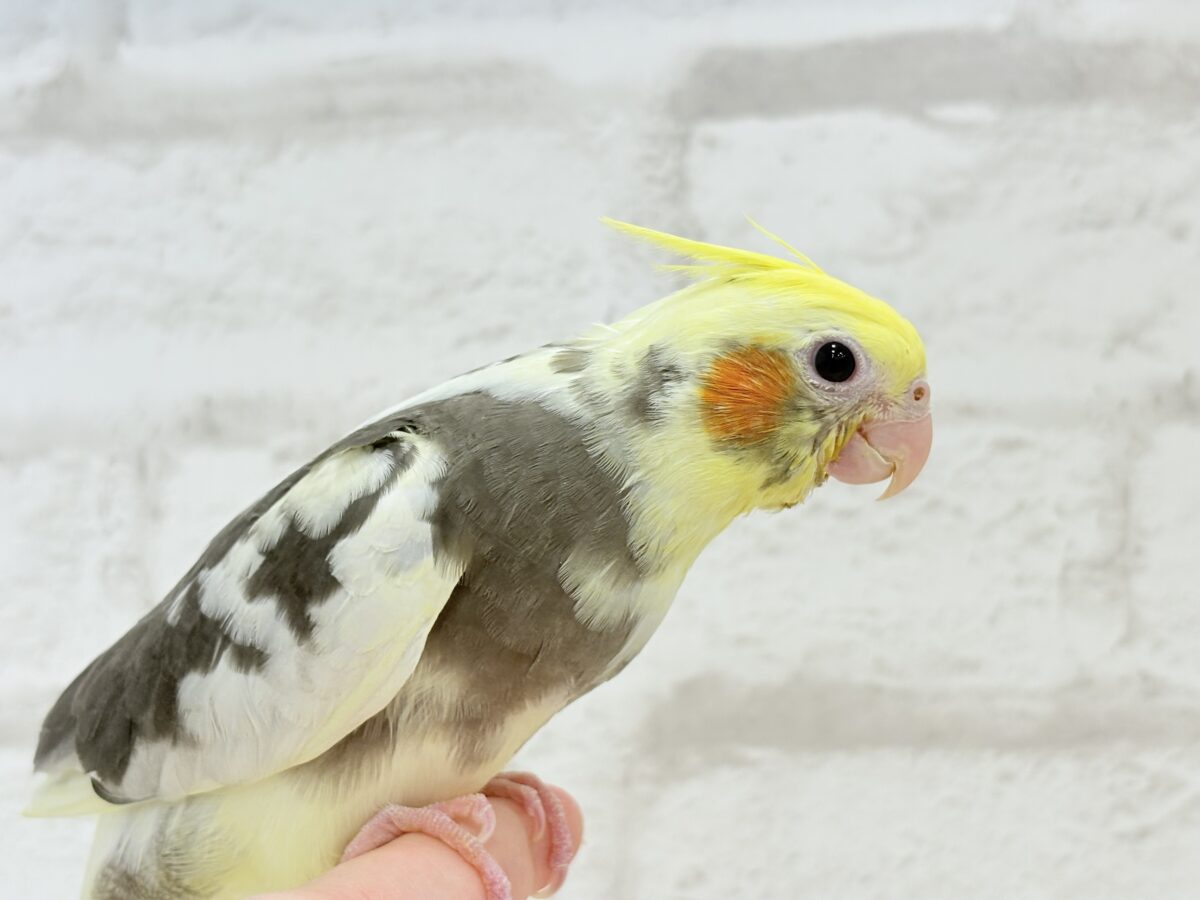オカメインコ