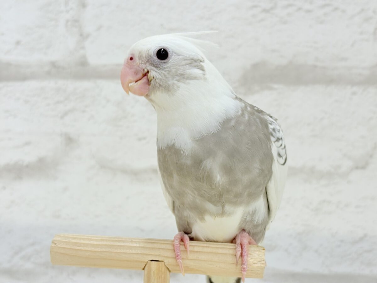 【最新画像更新🪄】ギャップが詰まった可愛い子♥オカメインコ(WFパールパイド) ヒナ オカメインコ