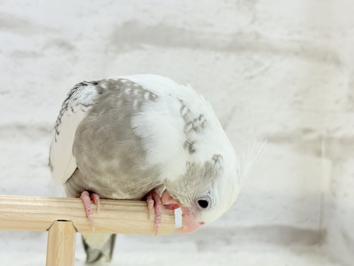 【最新画像更新🪄】ギャップが詰まった可愛い子♥オカメインコ(WFパールパイド) ヒナ オカメインコ