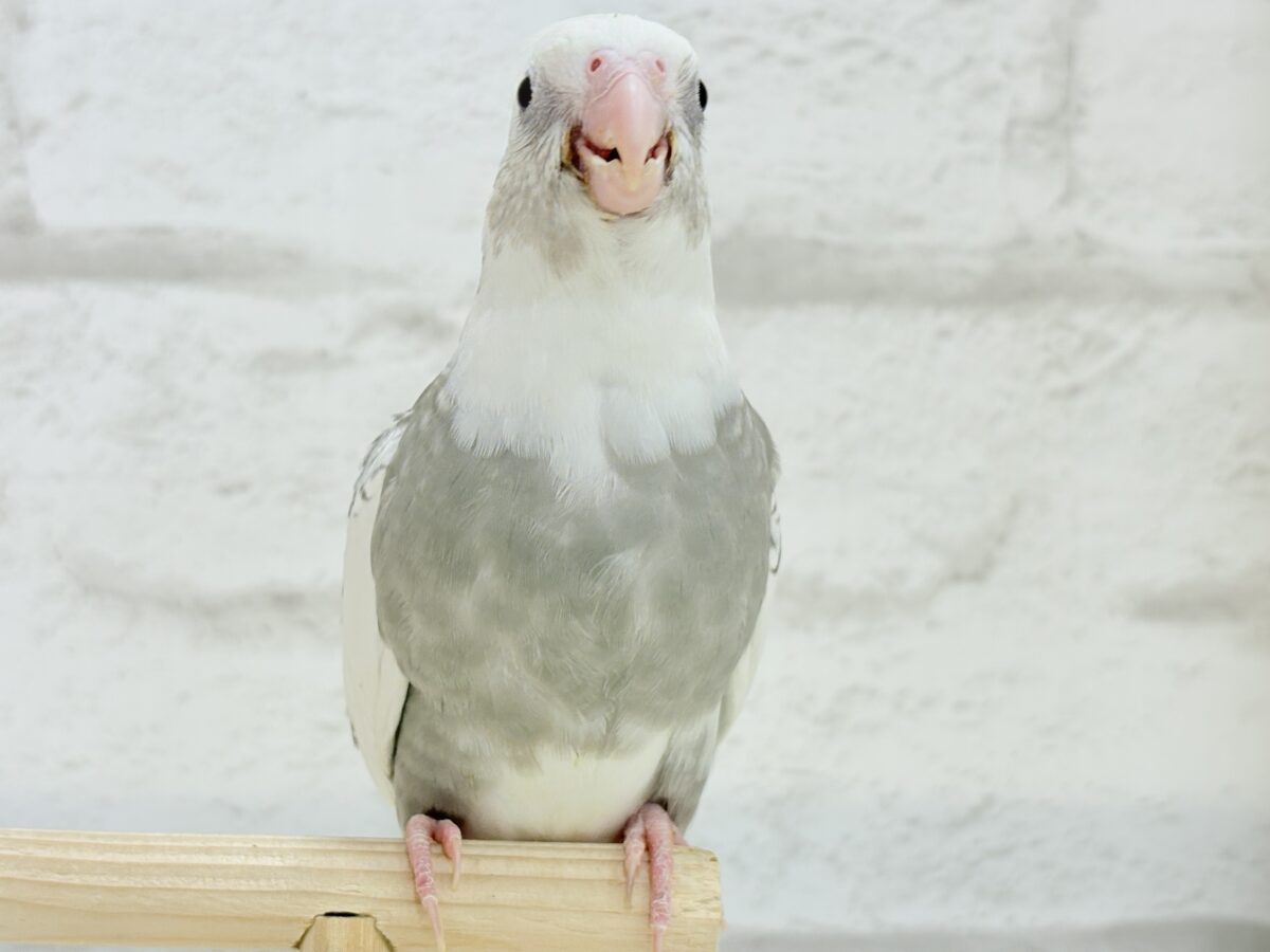 【最新画像更新🪄】ギャップが詰まった可愛い子♥オカメインコ(WFパールパイド) ヒナ オカメインコ
