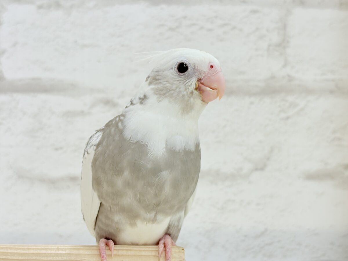 【最新画像更新🪄】ギャップが詰まった可愛い子♥オカメインコ(WFパールパイド) ヒナ オカメインコ