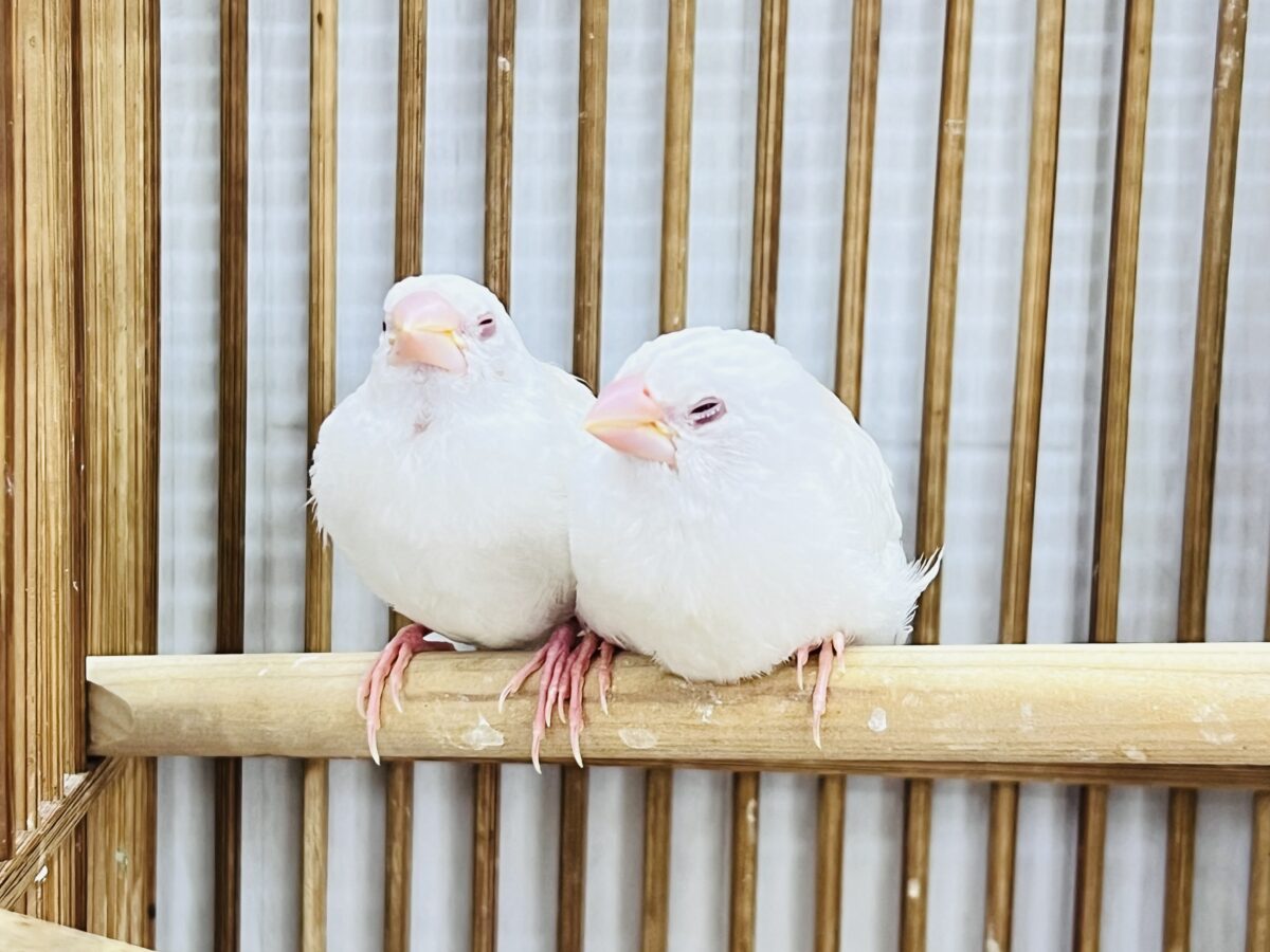 激レア✨アルビノ十姉妹のペアが入舎しました! 十姉妹(ジュウシマツ)