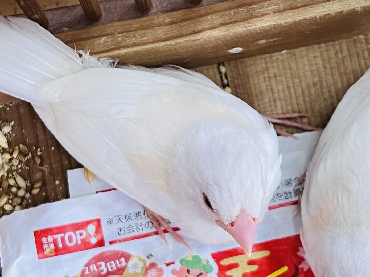 激レア✨アルビノ十姉妹のペアが入舎しました! 十姉妹(ジュウシマツ)