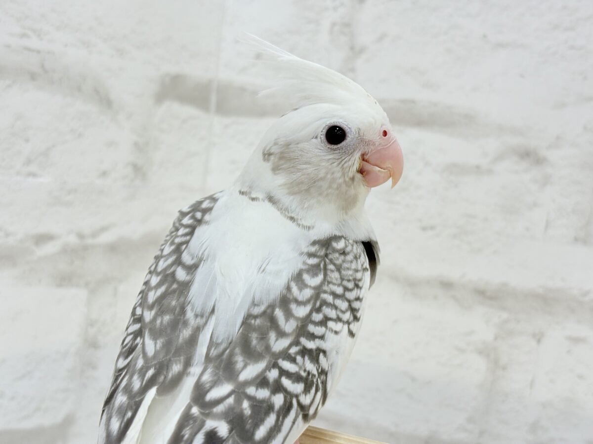 【最新画像更新🪄】ギャップが詰まった可愛い子♥オカメインコ(WFパールパイド) ヒナ オカメインコ
