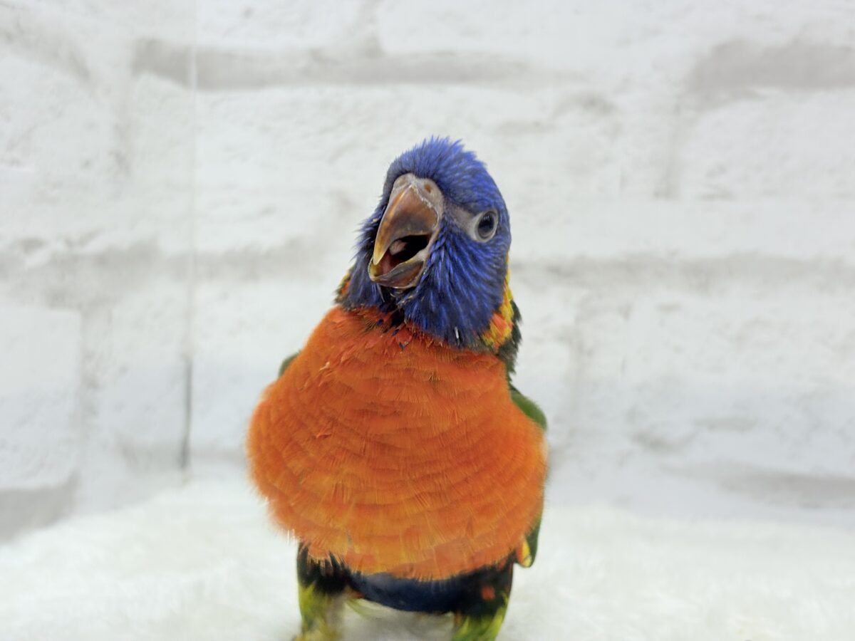 ゴシキセイガイインコ