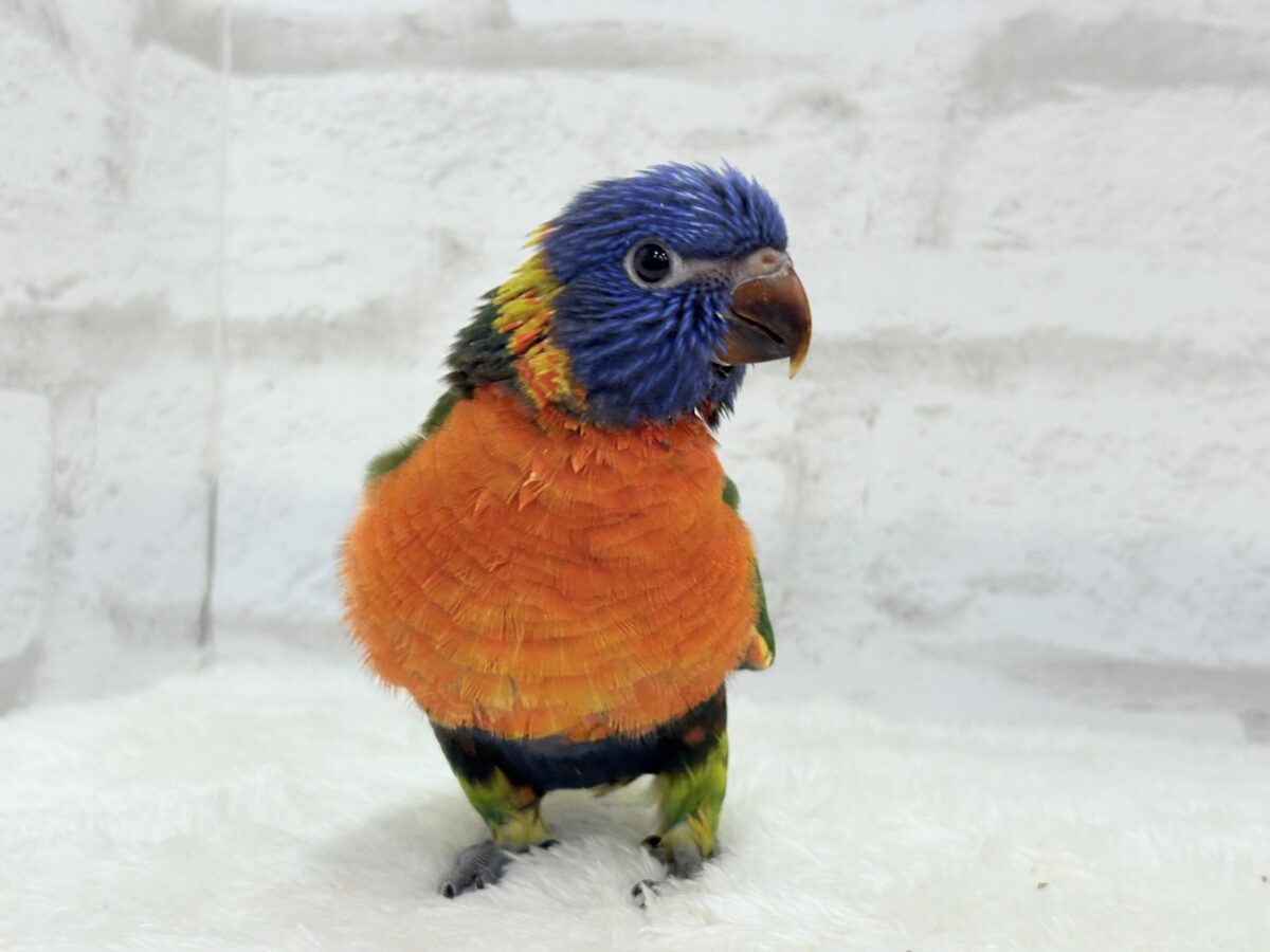 ゴシキセイガイインコ