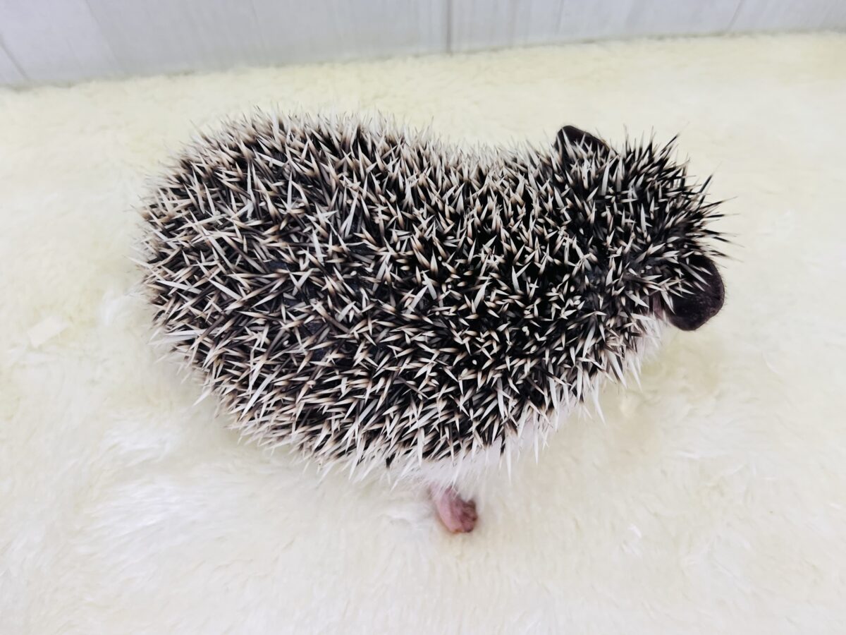 チクチクっ‼︎食いしん坊ガール♡ハリネズミの女の子🦔 ハリネズミ(ヨツユビハリネズミ)