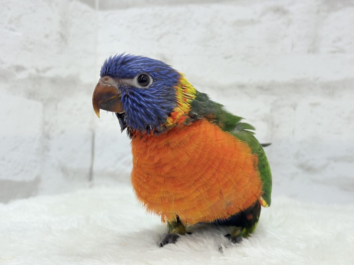 ゴシキセイガイインコ