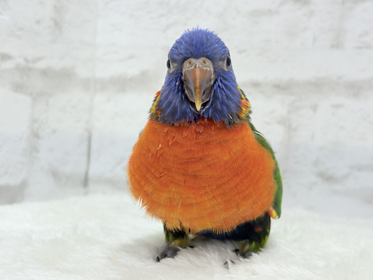 ゴシキセイガイインコ