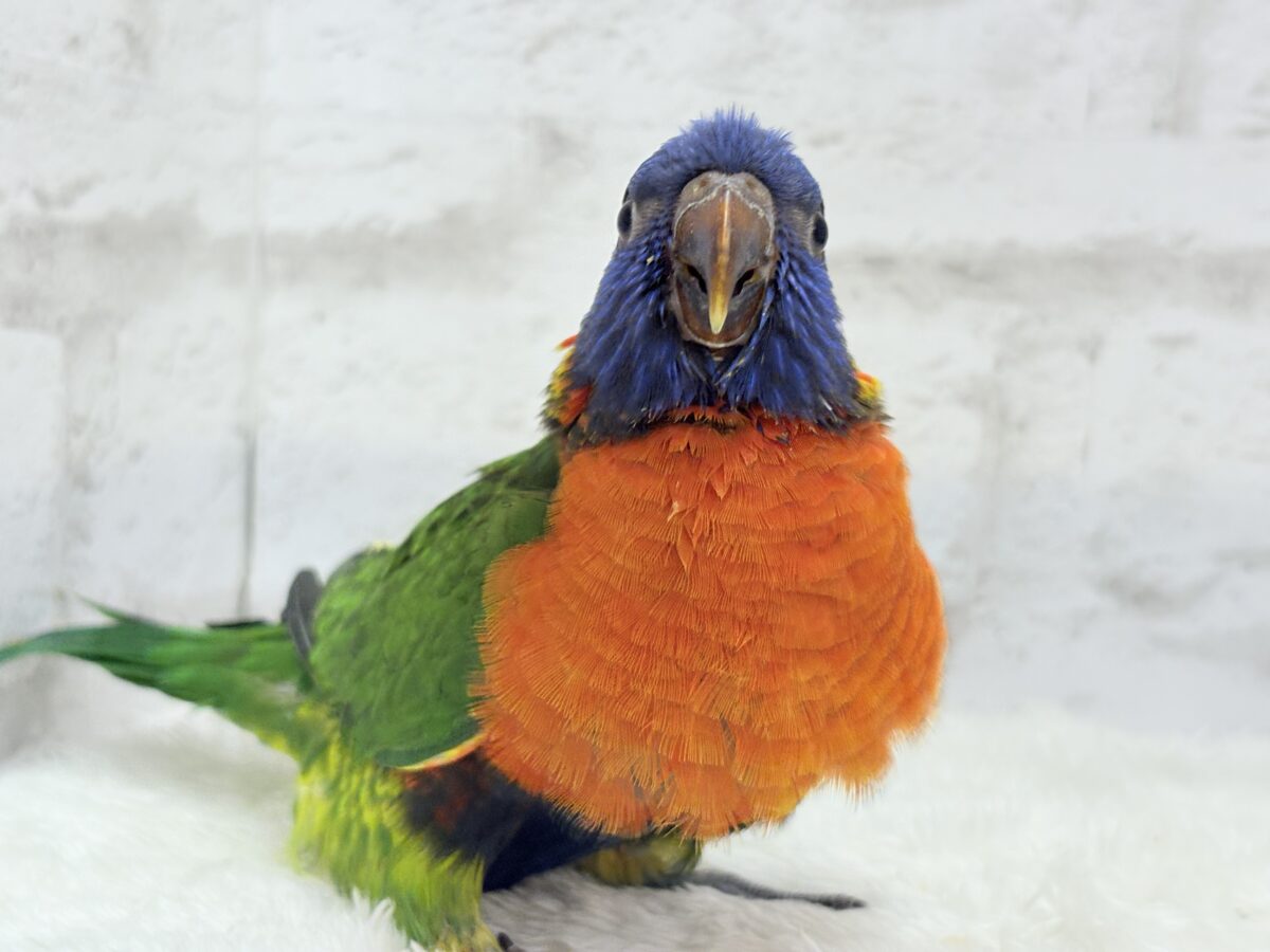 ゴシキセイガイインコ