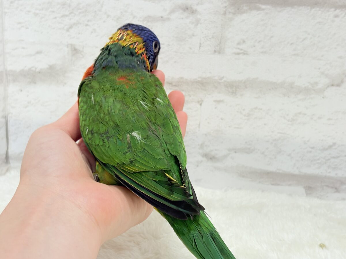 ゴシキセイガイインコ