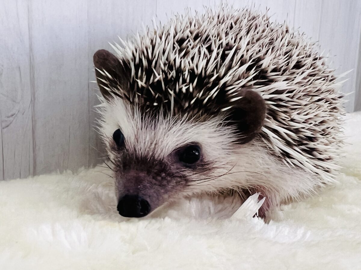 チクチクっ‼︎食いしん坊ガール♡ハリネズミの女の子🦔 ハリネズミ(ヨツユビハリネズミ)