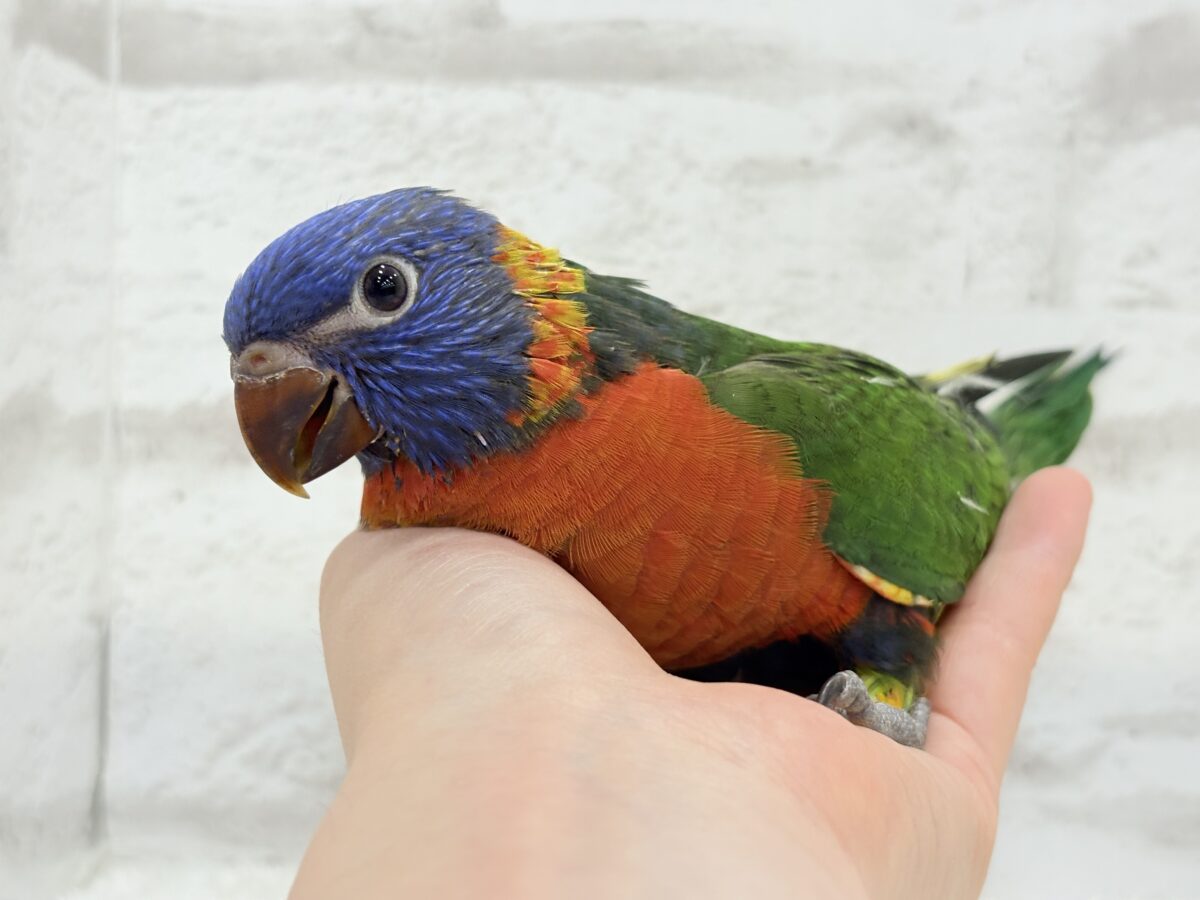 ゴシキセイガイインコ