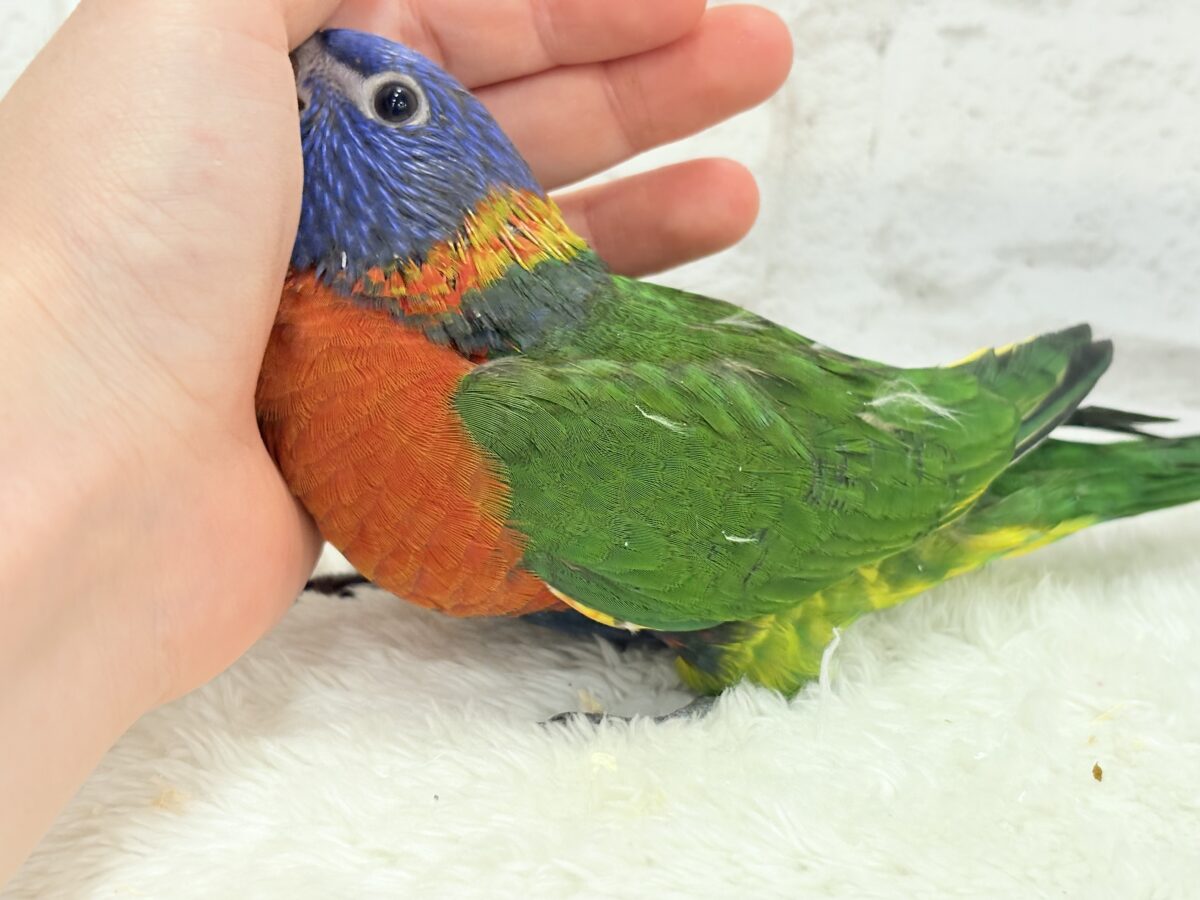 ゴシキセイガイインコ