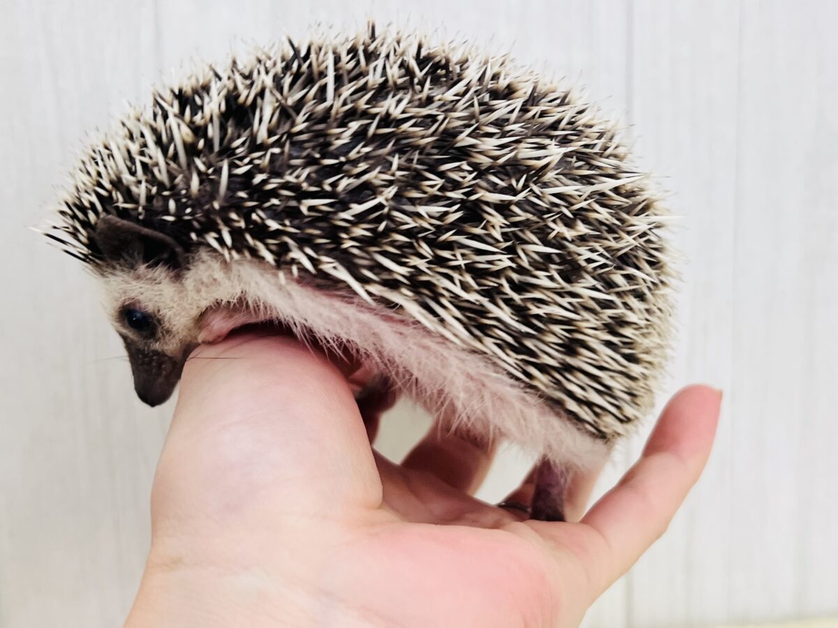 チクチクっ‼︎食いしん坊ガール♡ハリネズミの女の子🦔 ハリネズミ(ヨツユビハリネズミ)