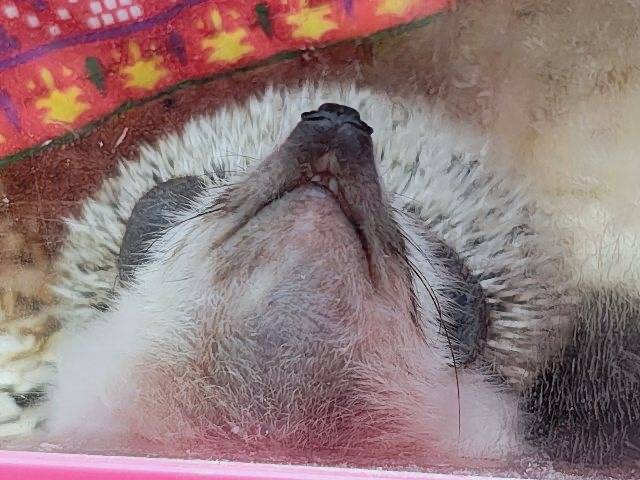 チクチクっ‼︎食いしん坊ガール♡ハリネズミの女の子🦔 ハリネズミ(ヨツユビハリネズミ)