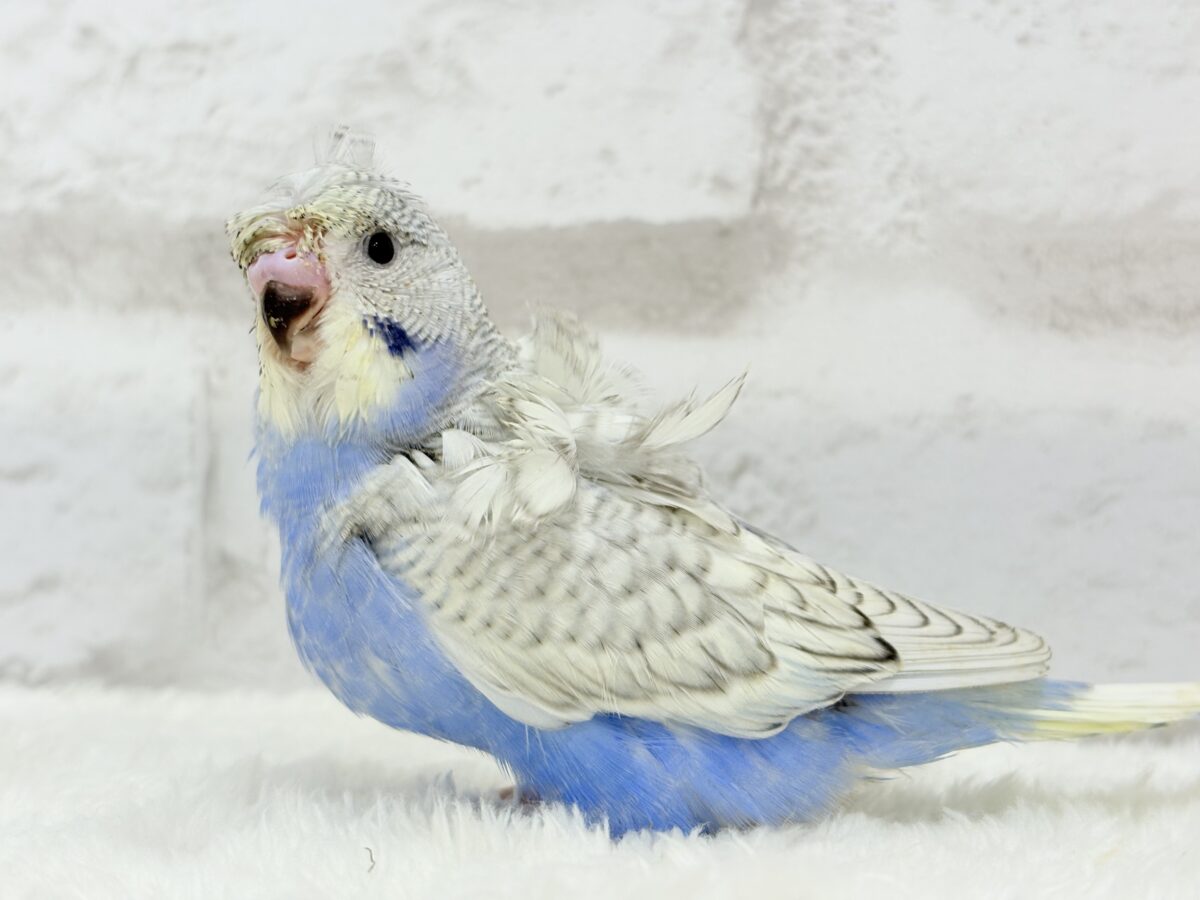梵天セキセイインコ