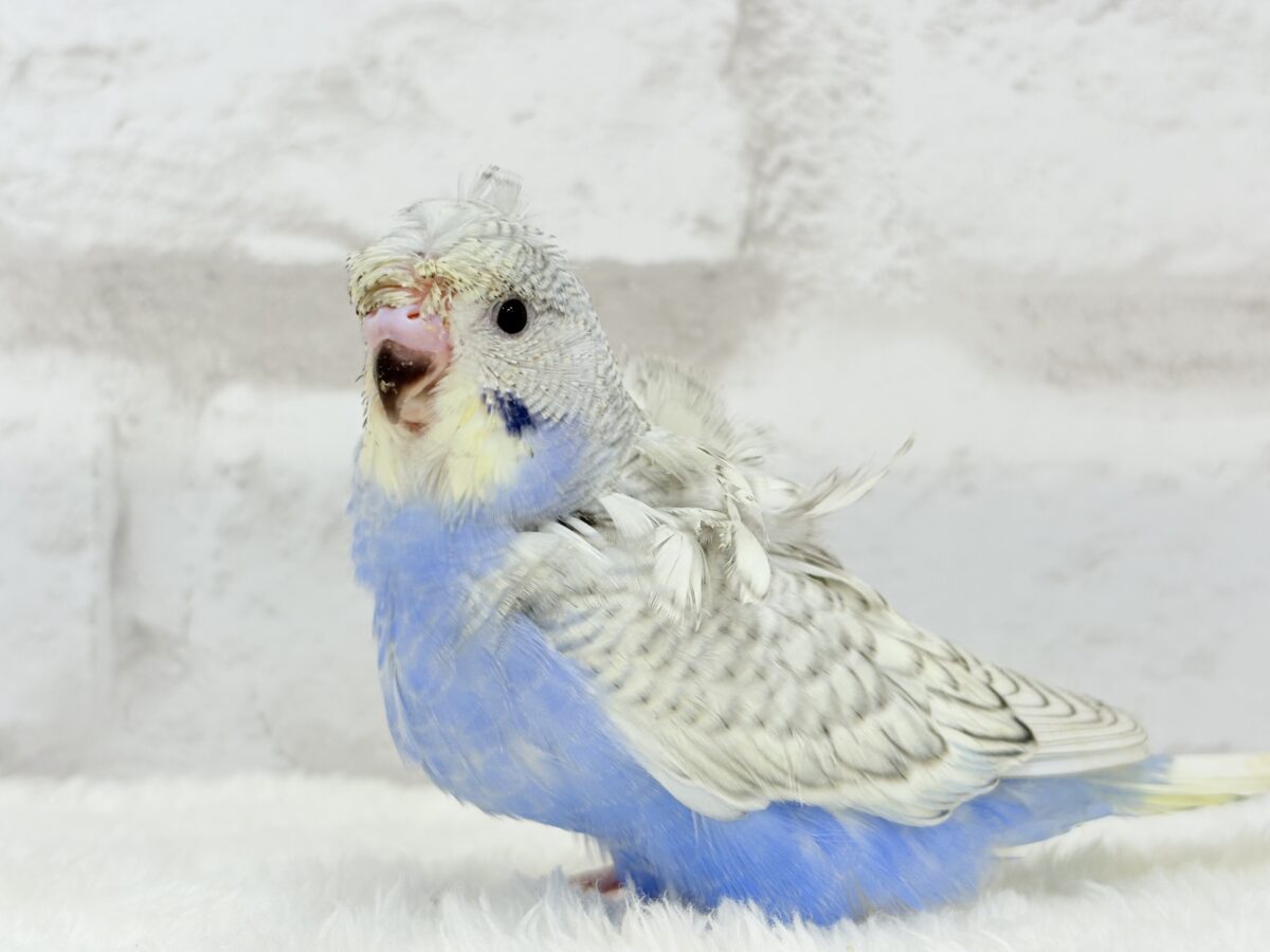 梵天セキセイインコ