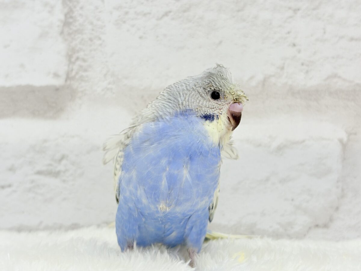 梵天セキセイインコ