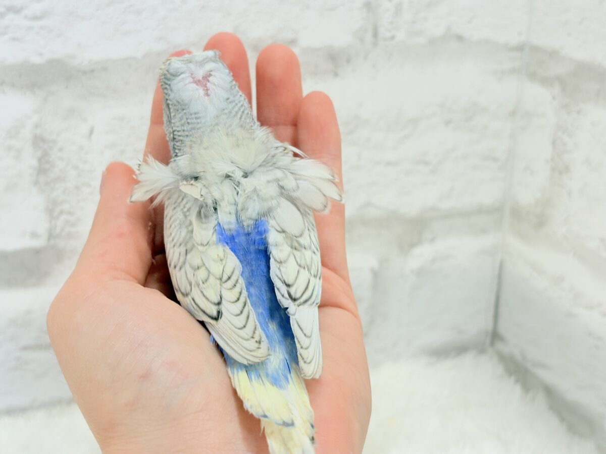 梵天セキセイインコ