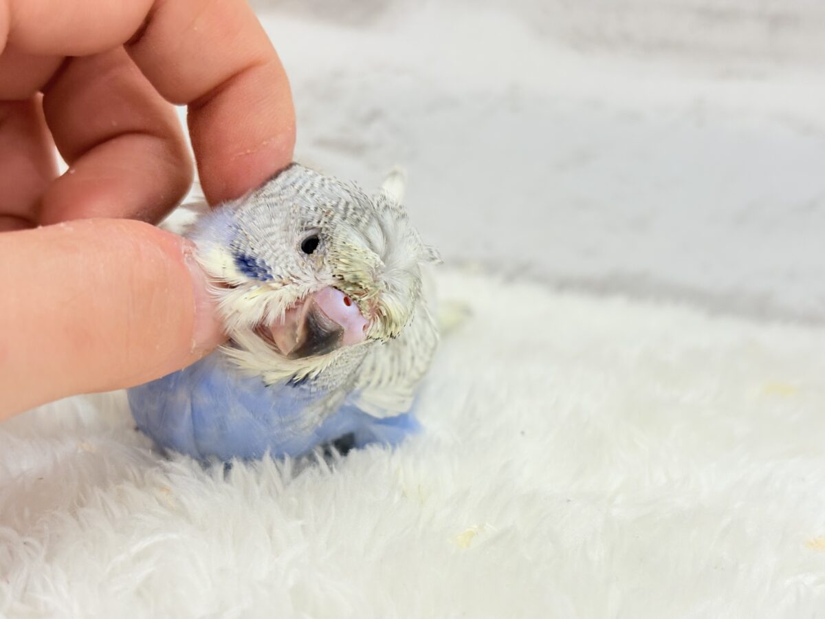 梵天セキセイインコ