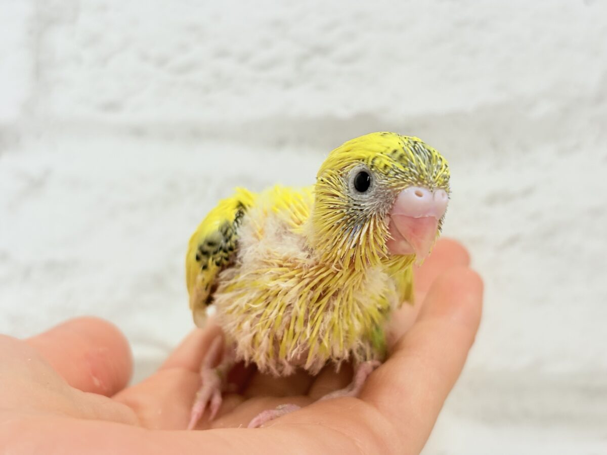 【最新画像更新🪄】ミツバチぶんぶん飛び回る🐝⋆゜セキセイインコ(黄色ハルクイン) ヒナ セキセイインコ