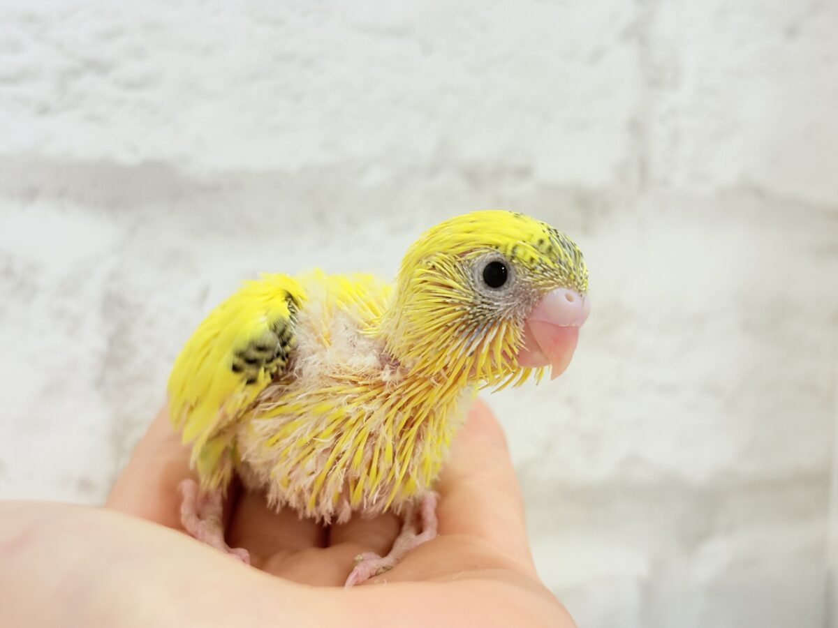 【最新画像更新🪄】ミツバチぶんぶん飛び回る🐝⋆゜セキセイインコ(黄色ハルクイン) ヒナ セキセイインコ