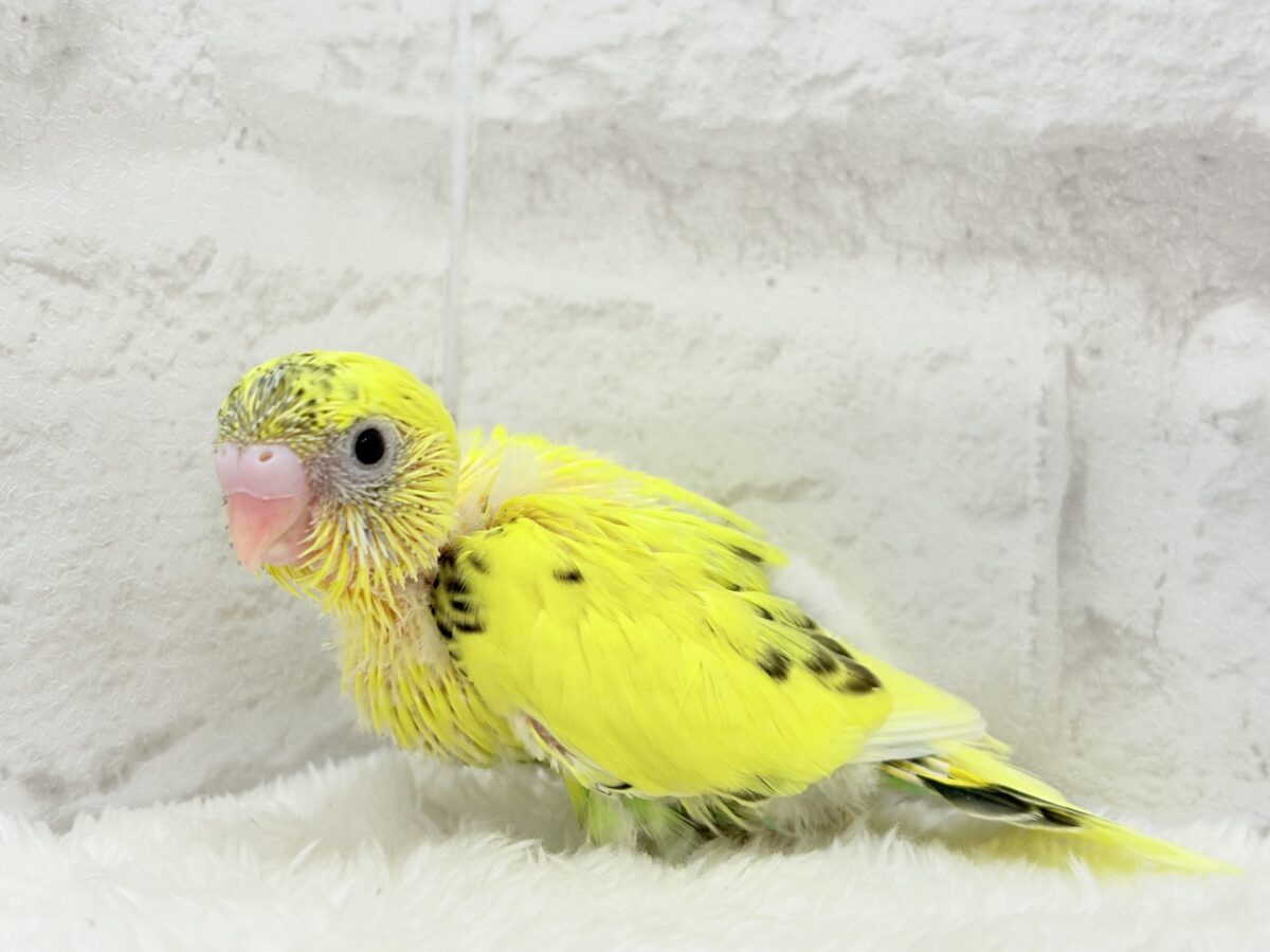 【最新画像更新🪄】ミツバチぶんぶん飛び回る🐝⋆゜セキセイインコ(黄色ハルクイン) ヒナ セキセイインコ