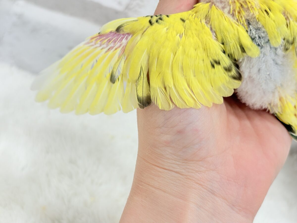 【最新画像更新🪄】ミツバチぶんぶん飛び回る🐝⋆゜セキセイインコ(黄色ハルクイン) ヒナ セキセイインコ
