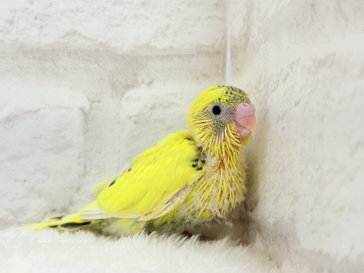 【最新画像更新🪄】ミツバチぶんぶん飛び回る🐝⋆゜セキセイインコ(黄色ハルクイン) ヒナ セキセイインコ