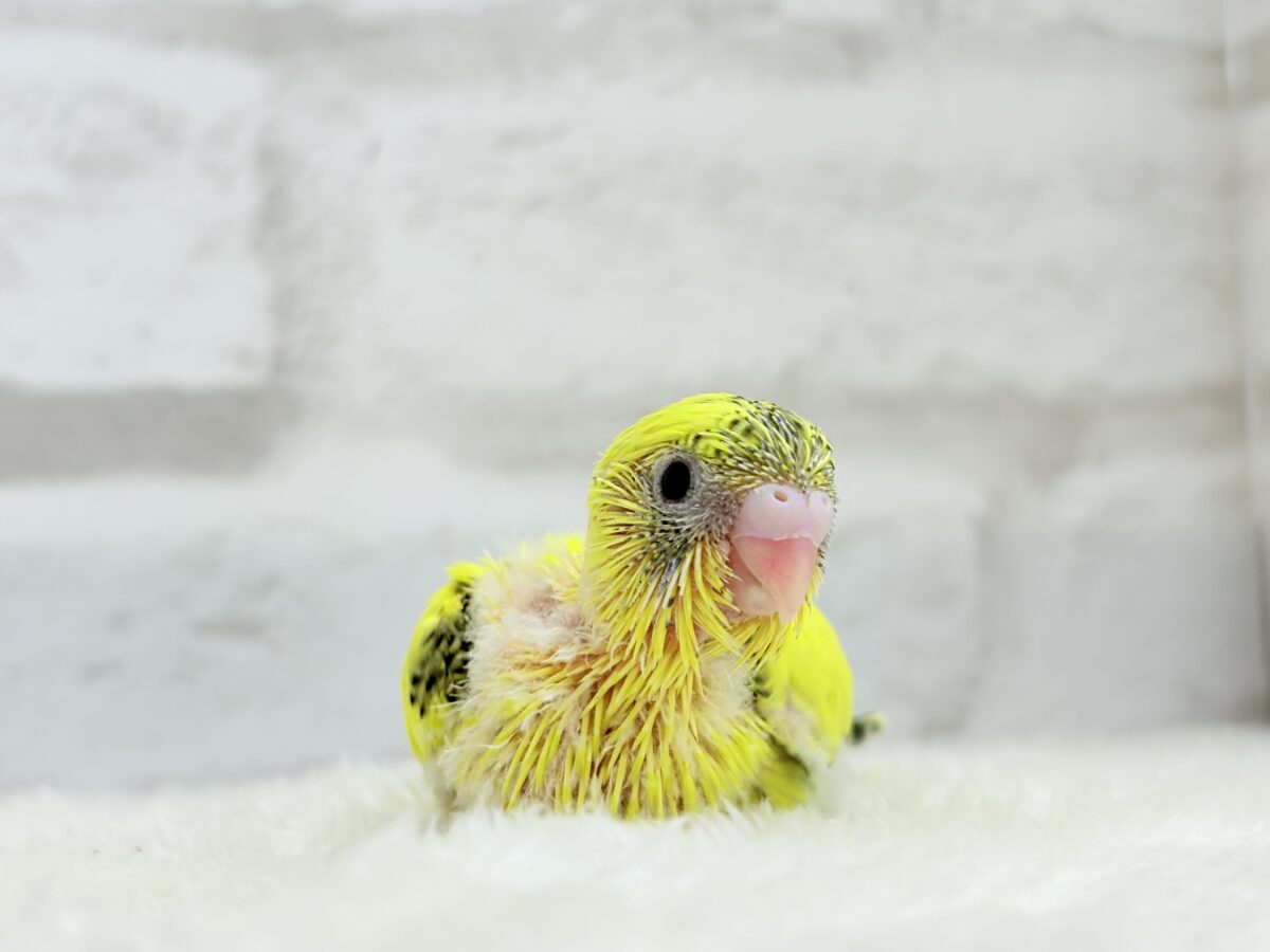 【最新画像更新🪄】ミツバチぶんぶん飛び回る🐝⋆゜セキセイインコ(黄色ハルクイン) ヒナ セキセイインコ