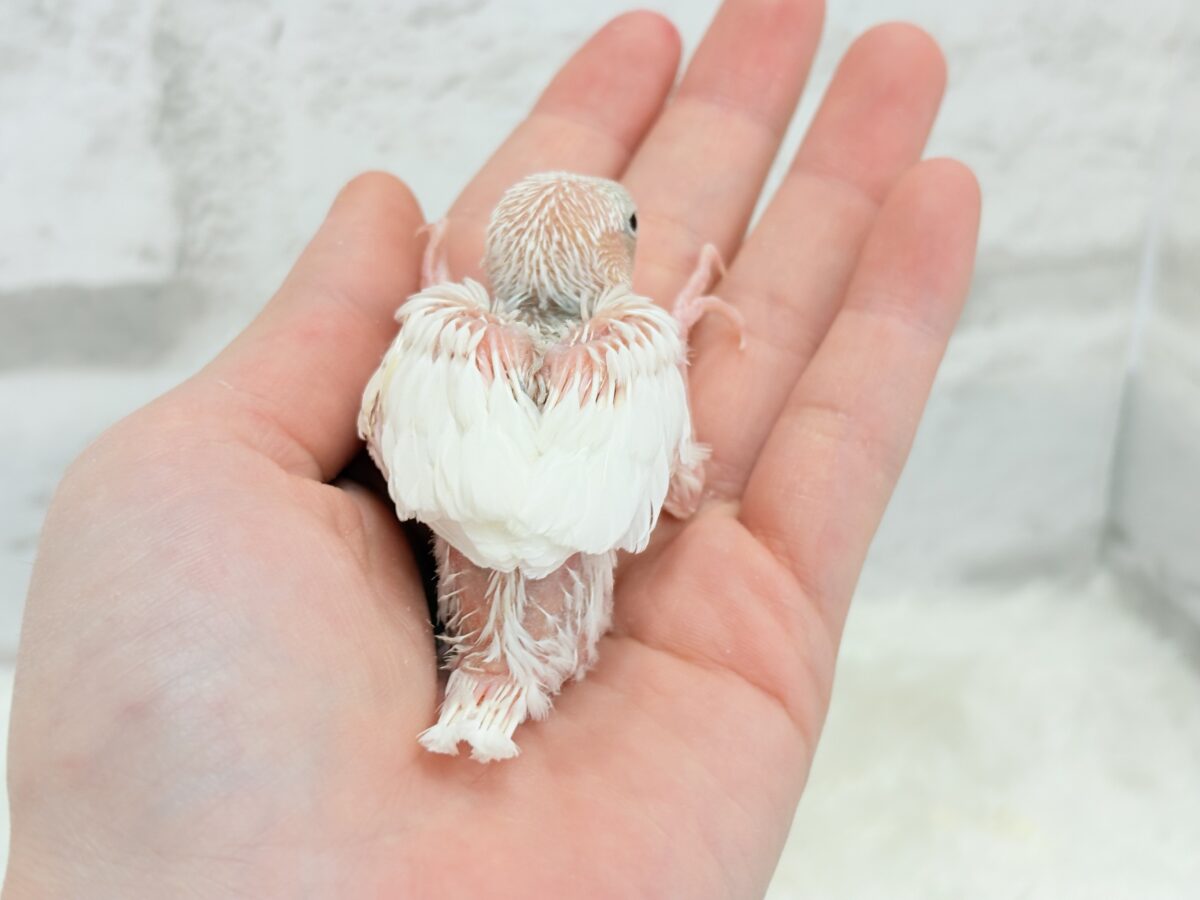 【最新画像更新🪄】真っ白ホワイト大福ちゃん🐣🍡白文鳥 ヒナ 白文鳥