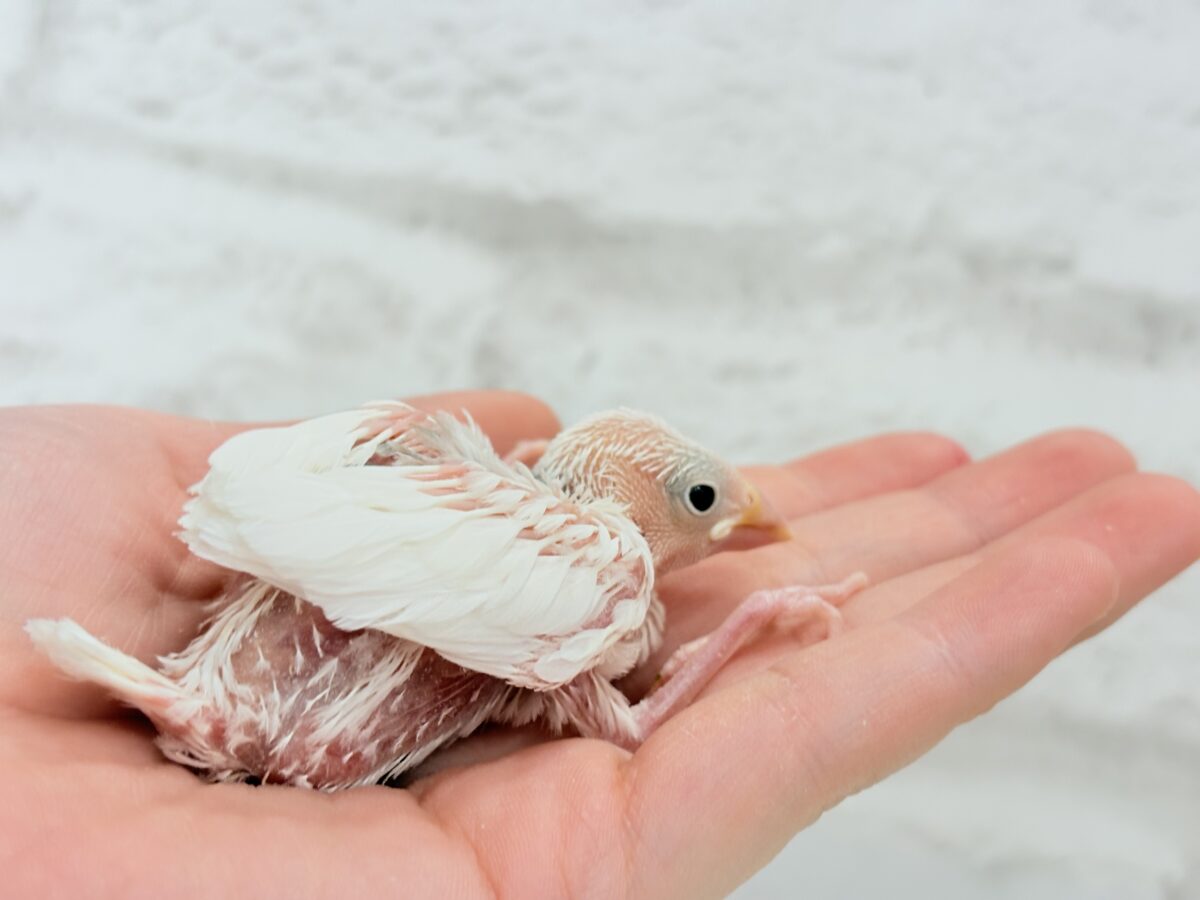 【最新画像更新🪄】真っ白ホワイト大福ちゃん🐣🍡白文鳥 ヒナ 白文鳥