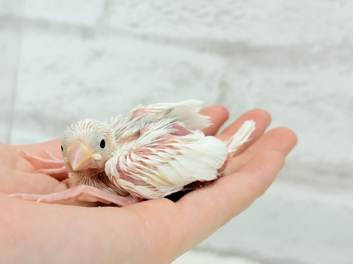 【最新画像更新🪄】真っ白ホワイト大福ちゃん🐣🍡白文鳥 ヒナ 白文鳥