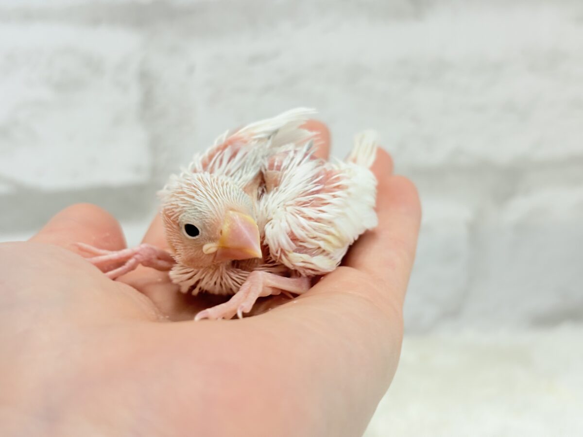 【最新画像更新🪄】真っ白ホワイト大福ちゃん🐣🍡白文鳥 ヒナ 白文鳥