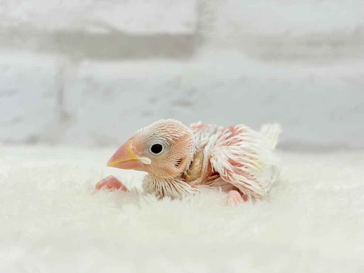 【最新画像更新🪄】真っ白ホワイト大福ちゃん🐣🍡白文鳥 ヒナ 白文鳥