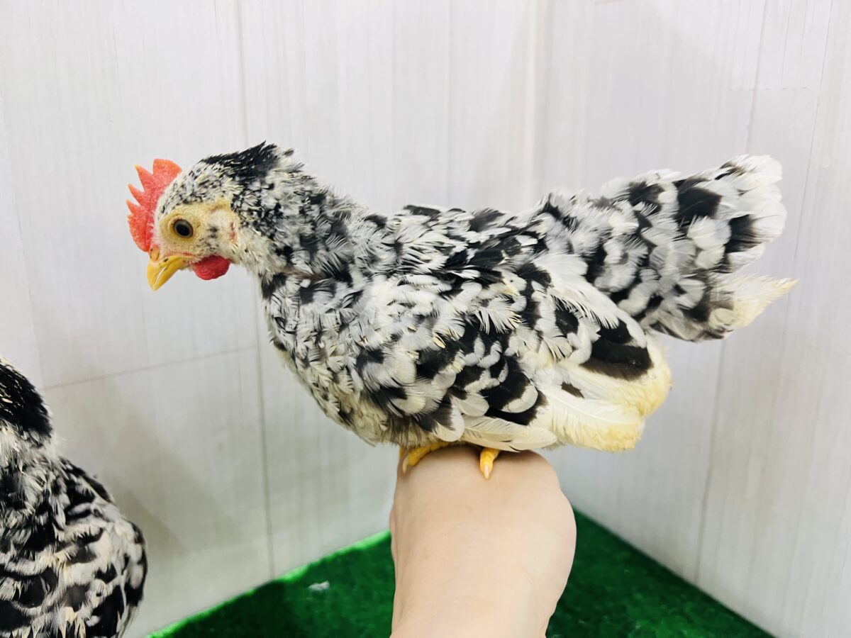 ゴイシチャボのペア!入舎しました❤️ 碁石チャボ(ゴイシチャボ)
