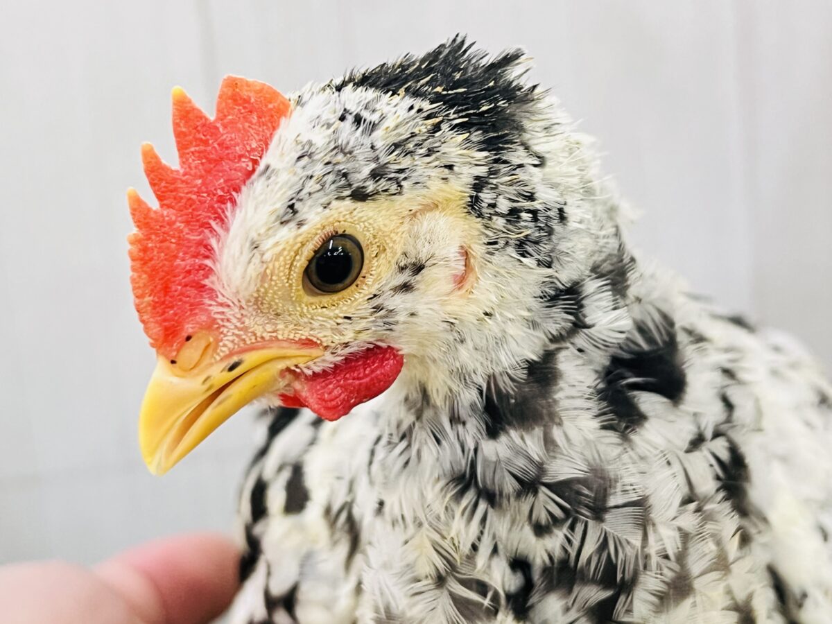 碁石チャボ（ゴイシチャボ）