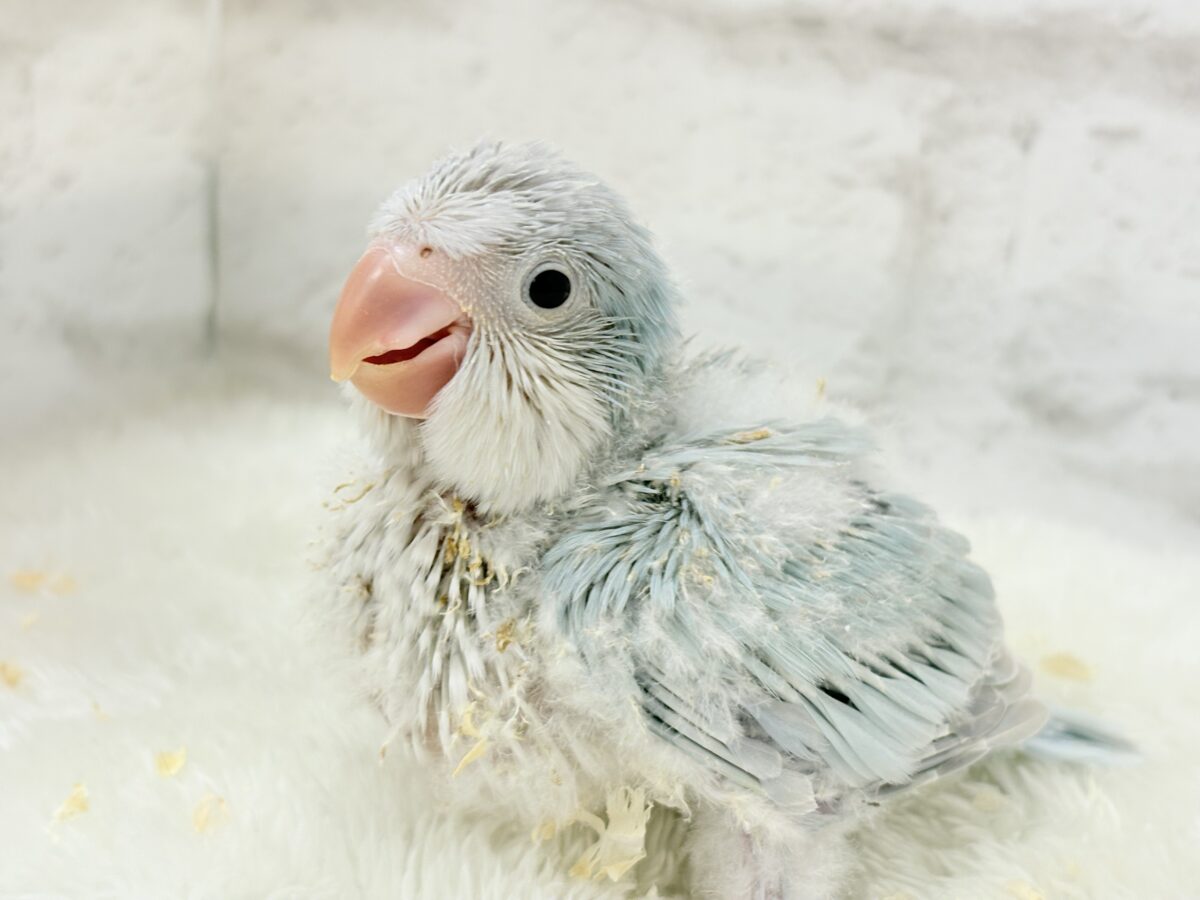 【最新画像更新🪄】ラムネみたいな淡いブルー🐣🩵🫧オキナインコ(ブルーパリドイノ) ヒナ オキナインコ