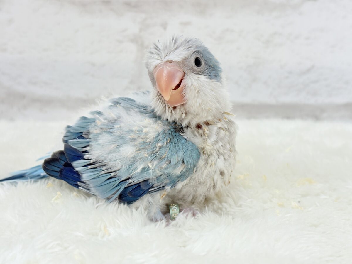 微笑みの天使🐣🪅オキナインコ(ブルーオパーリン) ヒナ オキナインコ