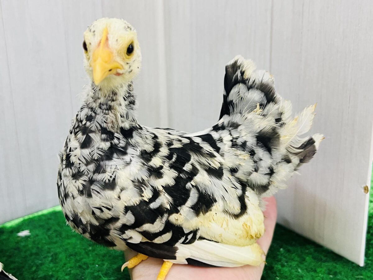 碁石チャボ（ゴイシチャボ）