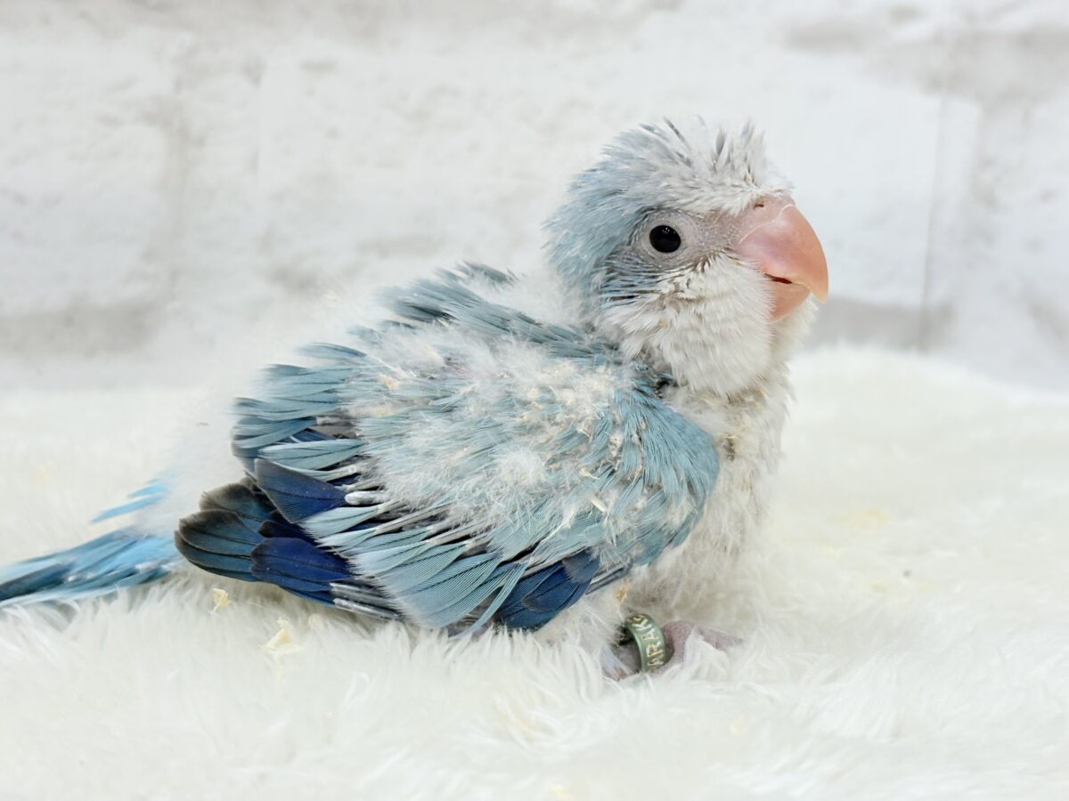 微笑みの天使🐣🪅オキナインコ(ブルーオパーリン) ヒナ オキナインコ