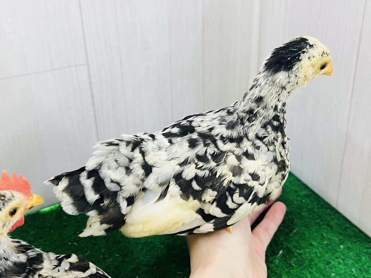 ゴイシチャボのペア!入舎しました❤️ 碁石チャボ(ゴイシチャボ)