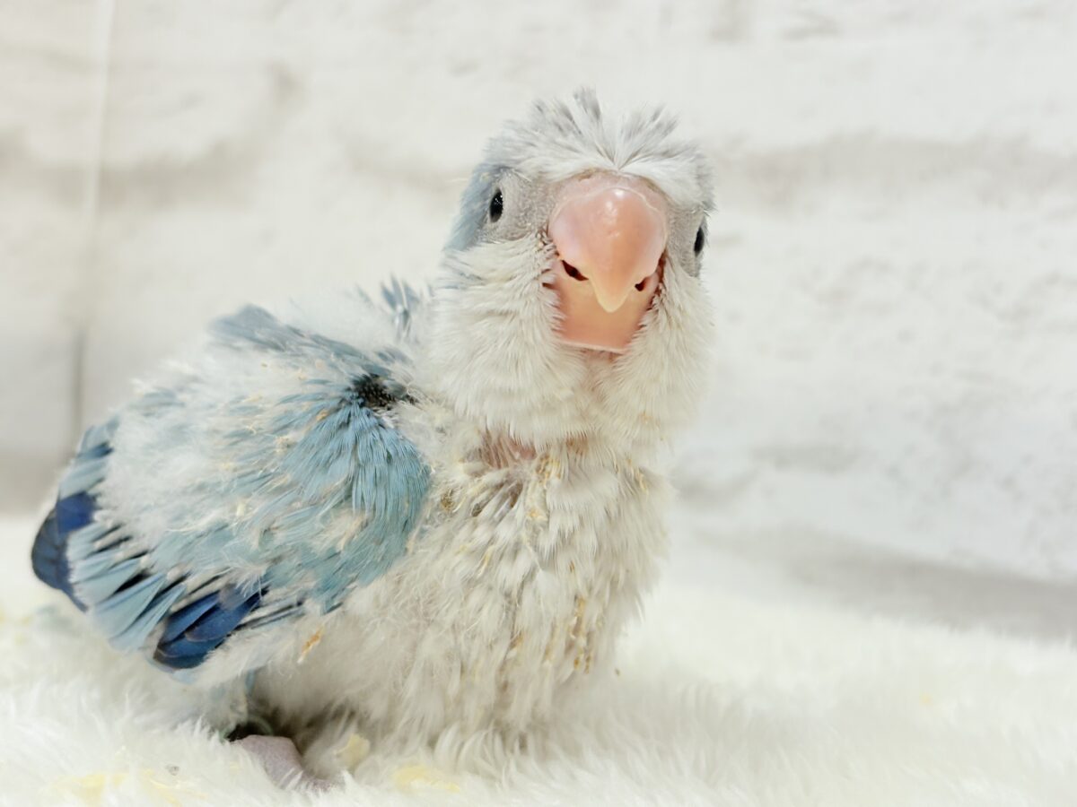 微笑みの天使🐣🪅オキナインコ(ブルーオパーリン) ヒナ オキナインコ