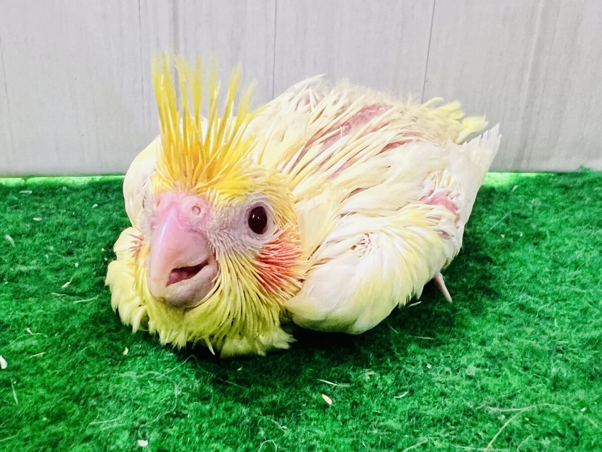オカメインコ