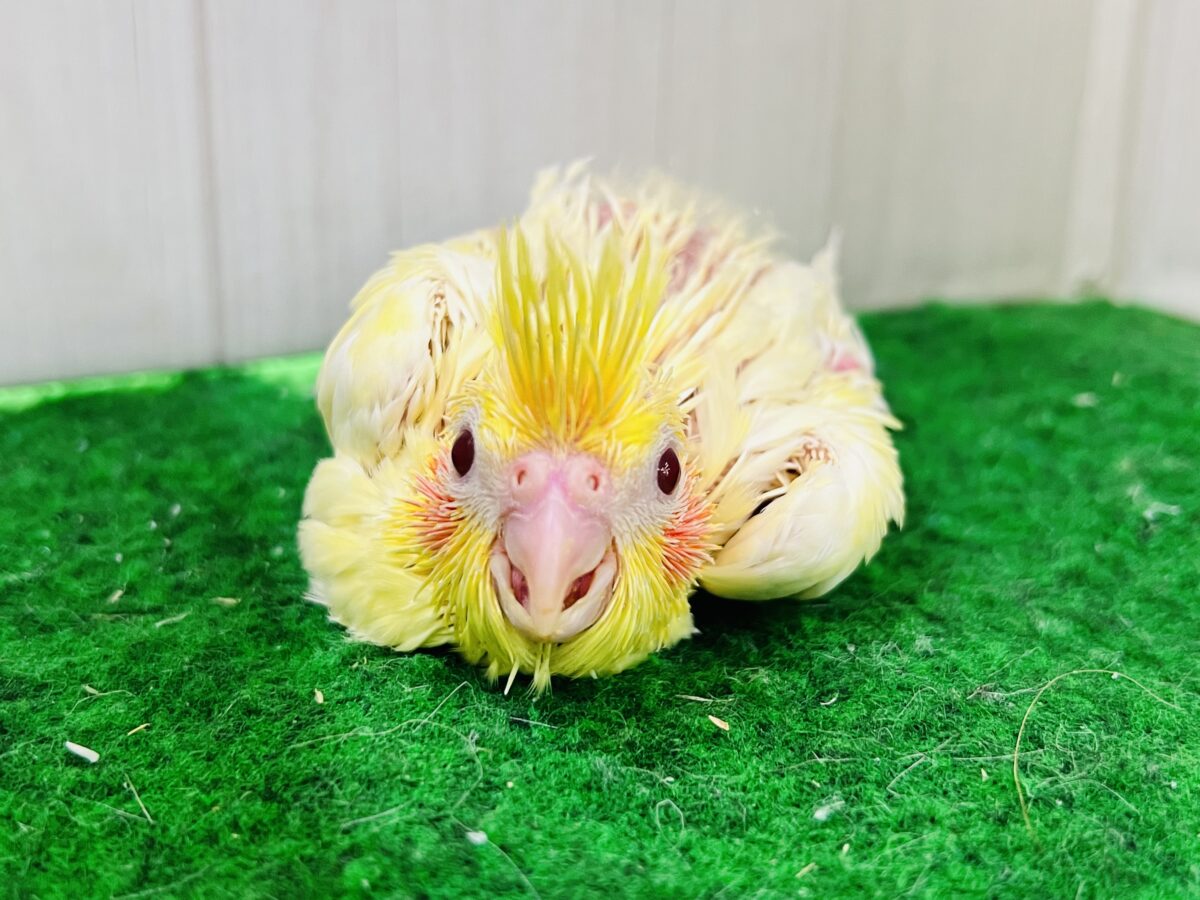オカメインコ