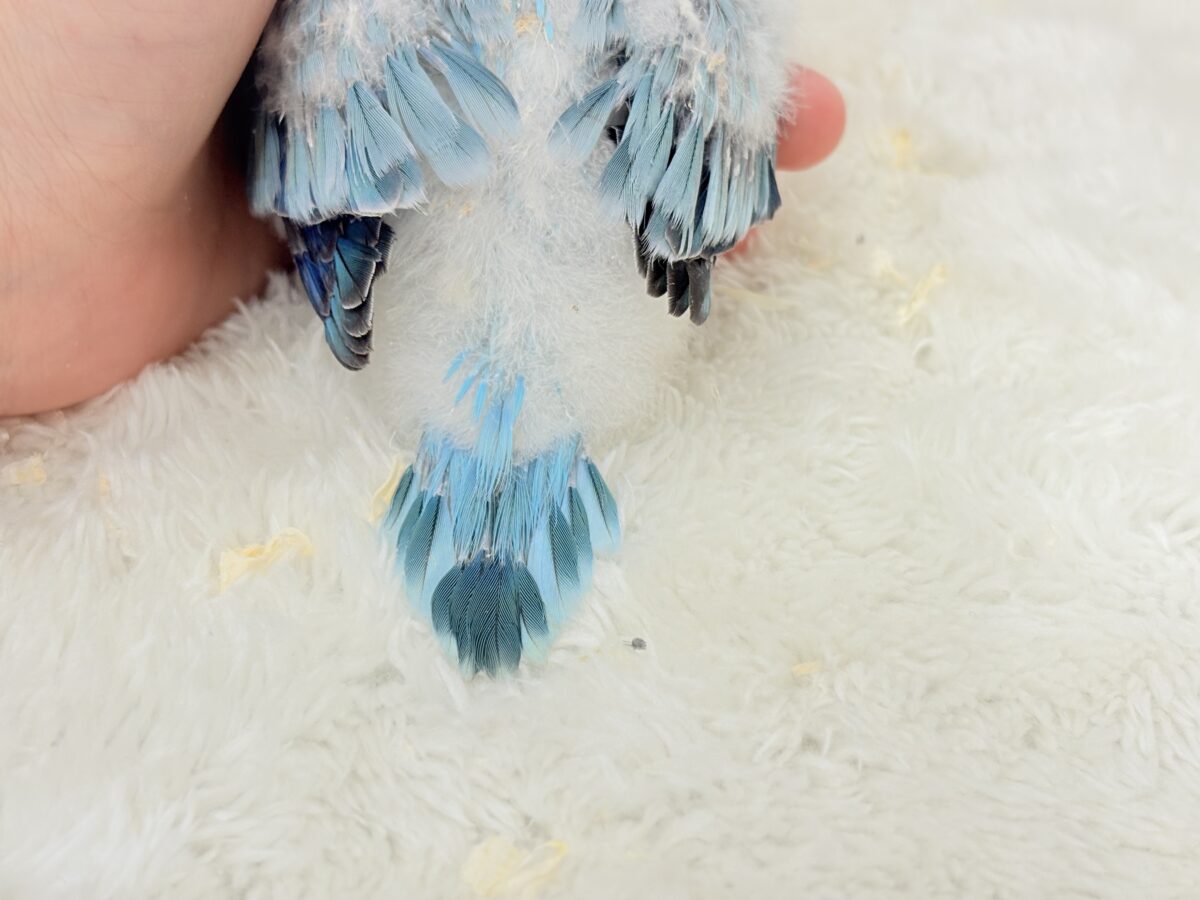 微笑みの天使🐣🪅オキナインコ(ブルーオパーリン) ヒナ オキナインコ