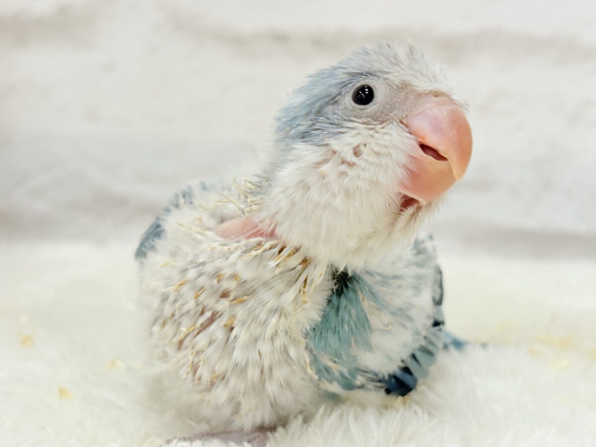 微笑みの天使🐣🪅オキナインコ(ブルーオパーリン) ヒナ オキナインコ